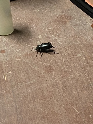 Desert Stink Beetles