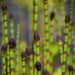 Equisetum fluviatile - Photo (c) Jeannie Mounger, כל הזכויות שמורות, הועלה על ידי Jeannie Mounger