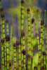 Water Horsetail - Photo (c) Jeannie Mounger, all rights reserved, uploaded by Jeannie Mounger