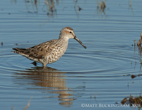 Stilt Sandpiper