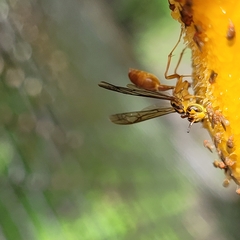 Agelaia centralis image