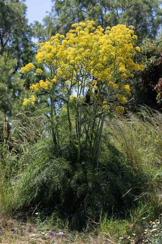 Ferula tingitana L.