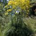 Giant Tangier Fennel - Photo (c) Konstantinos Kalaentzis, all rights reserved, uploaded by Konstantinos Kalaentzis