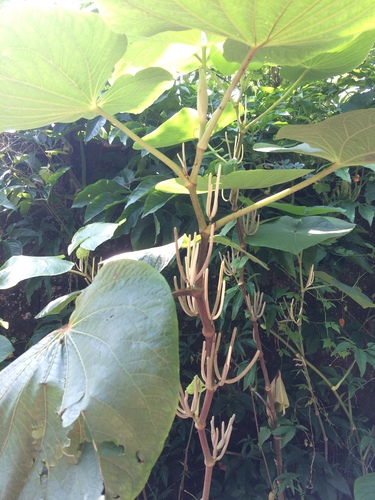 pariparoba