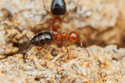 美西举腹蚁Crematogaster hespera
