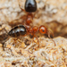 Crematogaster hespera - Photo (c) Clarence Holmes, all rights reserved, uploaded by Clarence Holmes