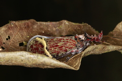 Phrictus quinquepartitus image