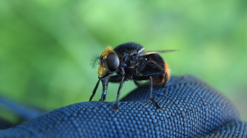 Bumble Bee Hover Fly