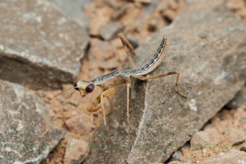 Sonoran Tiger Mantis