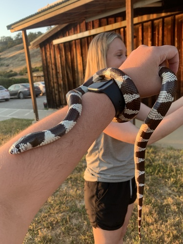 iNaturalist observation photo of California King Snake