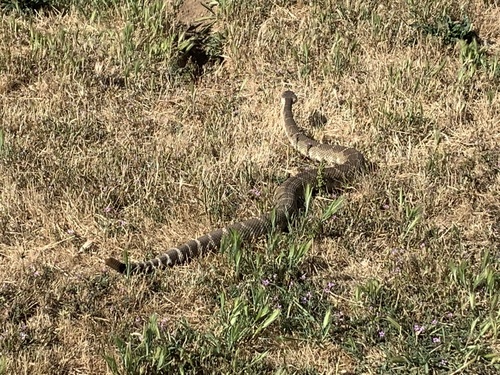 iNaturalist observation photo of Northern Pacific Rattlesnake