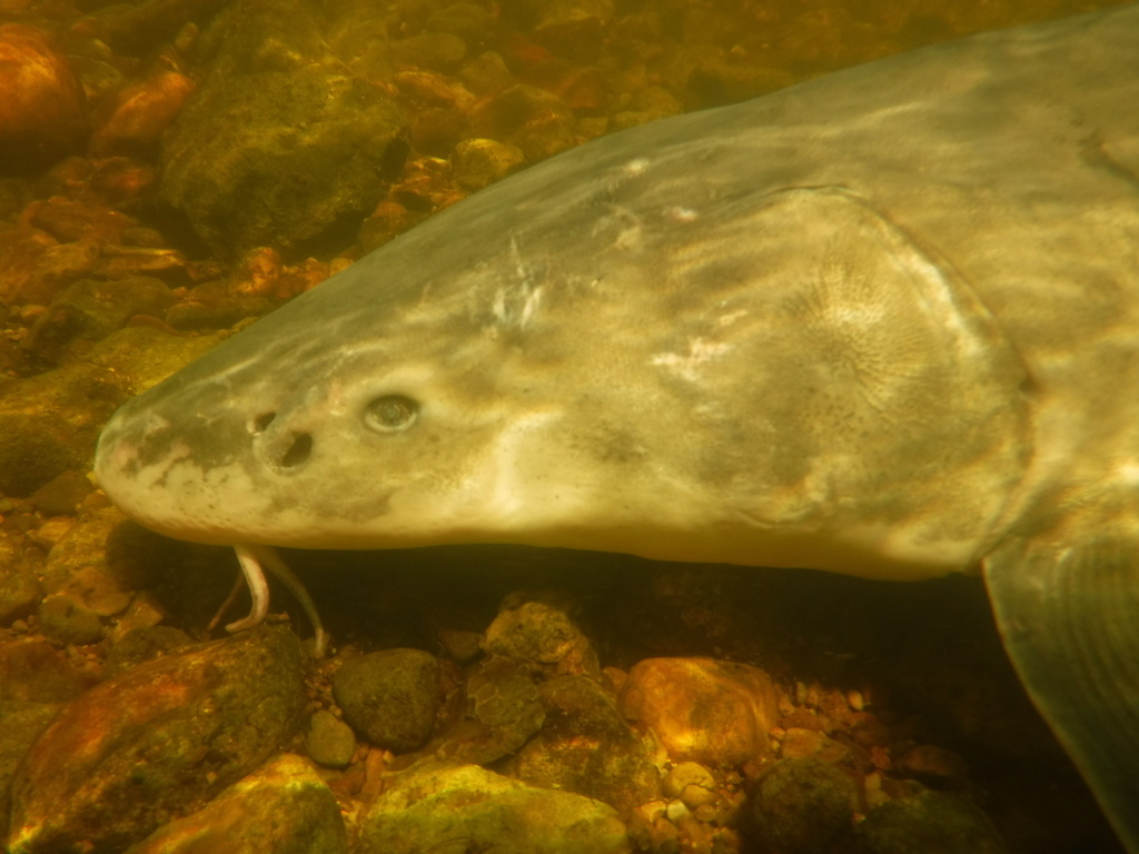 EUA adicionam peixe esturjão-chinês à lista de animais ameaçados