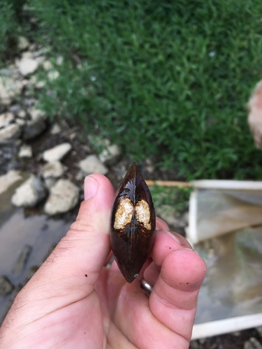Tennessee Pigtoe