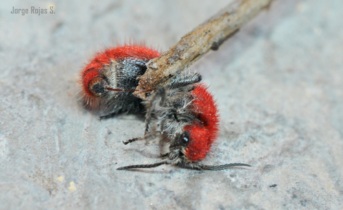 Dasymutilla erythrina