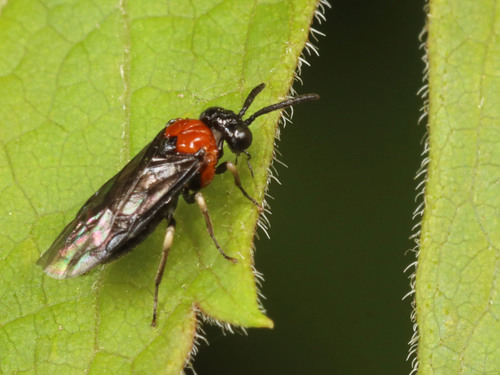 Eutomostethus ephippium nuotrauka