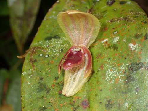 Macrocardia Orchid