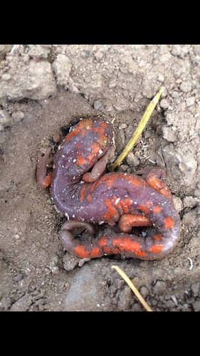 iNaturalist observation photo of Sierra Nevada Ensatina