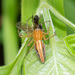 Oxyopes javanus - Photo (c) Mike Hooper, all rights reserved, uploaded by Mike Hooper
