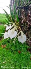 Brassavola nodosa image