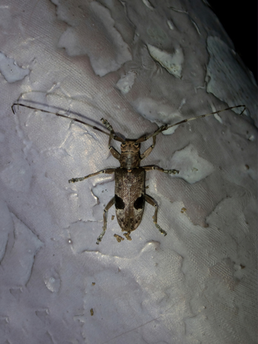 Monochamus bimaculatus Gahan, 1888