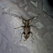Monochamus bimaculatus - Photo (c) Pasteur Ng, todos os direitos reservados, uploaded by Pasteur Ng