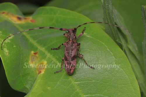 Ura Insect Uraecha chinensis · iNaturalist