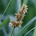 Carex vulpina - Photo (c) Fero Bednar, todos los derechos reservados, subido por Fero Bednar