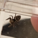 photo of Brilliant Jumping Spider (Phidippus clarus)