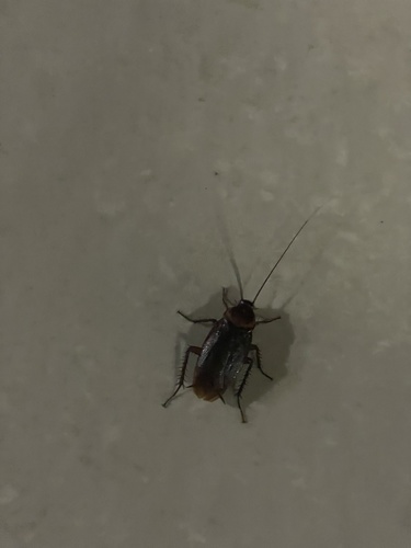 American Cockroach