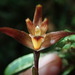 Maxillaria virguncula - Photo (c) Rudy Gelis, all rights reserved, uploaded by Rudy Gelis