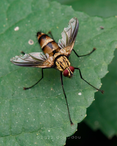 Dexia fulvifera