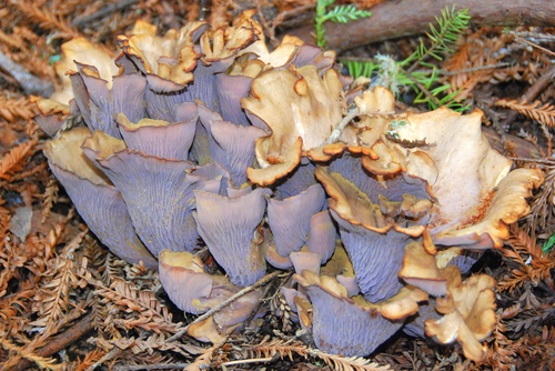pig's ears