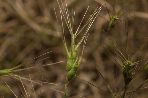 Umbel Goatgrass (Aegilops umbellulata)