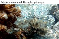 Hexaplex princeps image