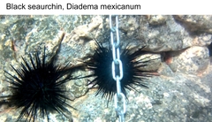 Diadema mexicanum image