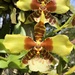 Orquídea Boca de Tigre - Photo (c) Skarleth Gutierrez, todos los derechos reservados, subido por Skarleth Gutierrez