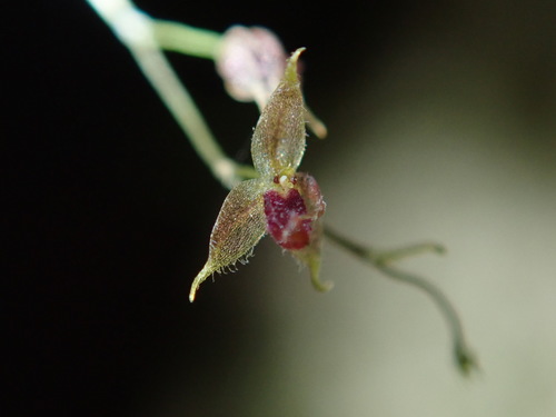 Platystele resimula image