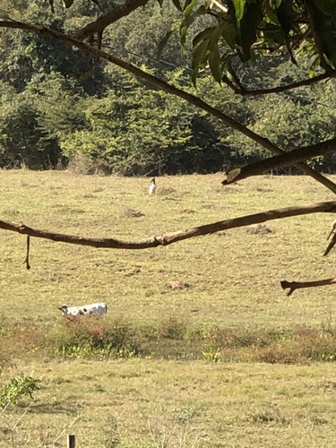 Jabiru