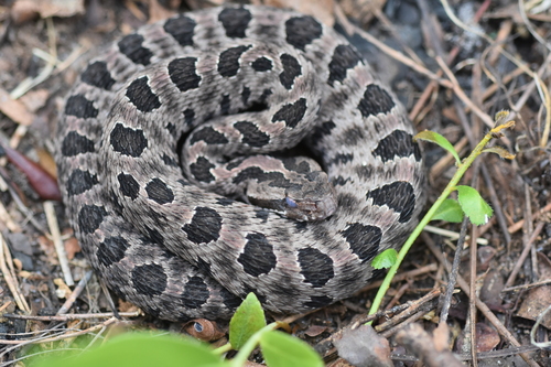 Pygmy Rattlesnake