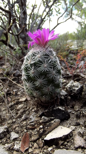 Chihuahuan Beehive