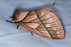 Pseudodirphia regia image