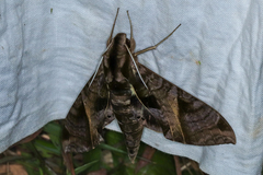 Eumorpha triangulum image