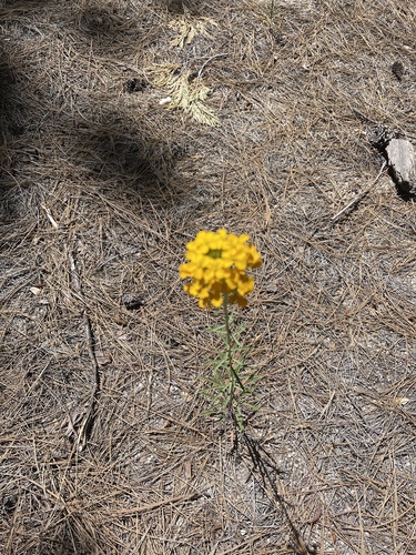 iNaturalist observation photo of Western Wallflower