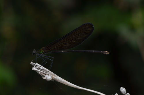 Atrocalopteryx atrata