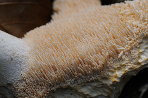 Wood Hedgehog