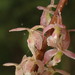 Epidendrum opiranthizon - Photo (c) Rudy Gelis, todos los derechos reservados, subido por Rudy Gelis