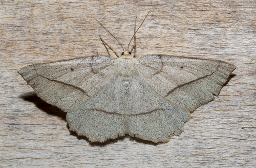 Confused Eusarca Moth (Eusarca confusaria)
