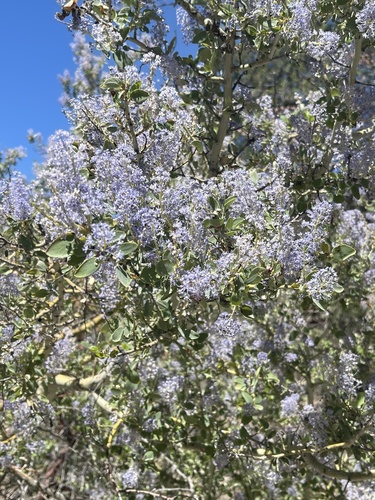 iNaturalist observation photo of Ceanothus subg. Ceanothus