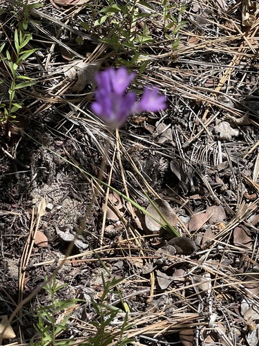 iNaturalist observation photo of blue dicks