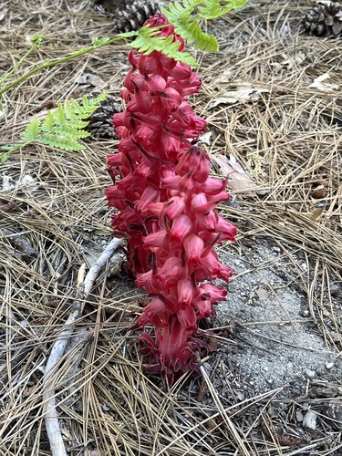 iNaturalist observation photo of Snowplant